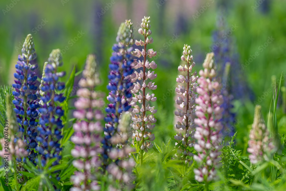 Obraz premium Colorful lupine flowers blooming in a sunlit meadow