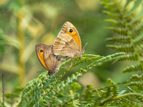 Photos Meadow Brown Butterflies mating on a Fern