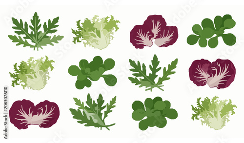 Canvas Print Organic Leafy Greens Salad Set with Rucola, Frisée, Radicchio and Lamb’s Lettuce
