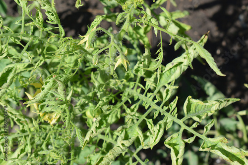 Tomato bush infected with Tomato yellow leaf curl virus.