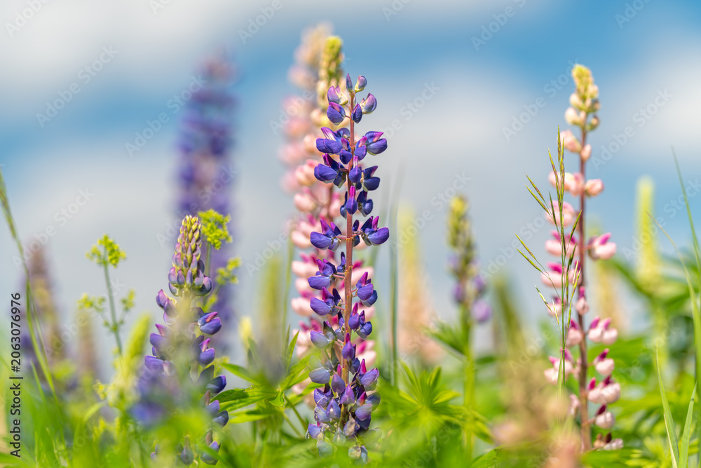 Obraz premium Colorful lupine flowers in sunny meadow with soft sky background