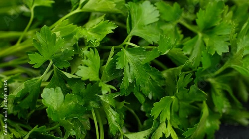 Heap of Fresh parsley leaves close up, rotation