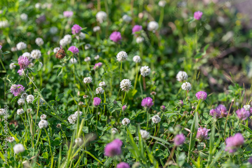 Obraz premium Spring clover and grass meadow with pink and white blossoms