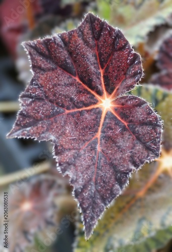 Closeup of the star-like serrated leaf of Begonia 'Hallow's Eve' with dark reddish-purple surface and bright orange radiating veins.