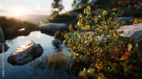 Tranquil Stream Amidst Nature: Sunlight gently touches a clear stream winding through rocks and lush greenery, creating a serene and untouched natural landscape.