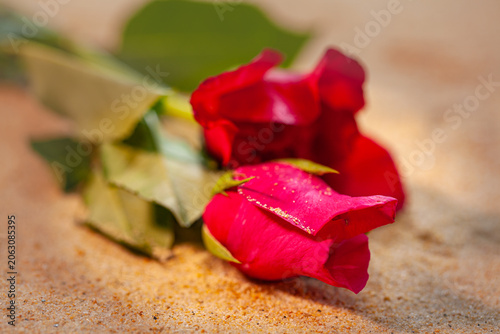 Photos Crimson roses lie on sandy shores, delicate petals blending with nature