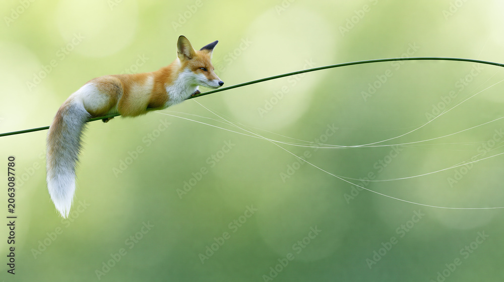 Obraz premium Fox resting on a branch in a green forest