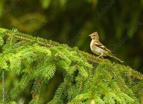 juvenile Eurasian or common chaffinch (Fringilla coelebs) on branch