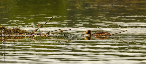 great crested grebe (Podiceps cristatus) building nest