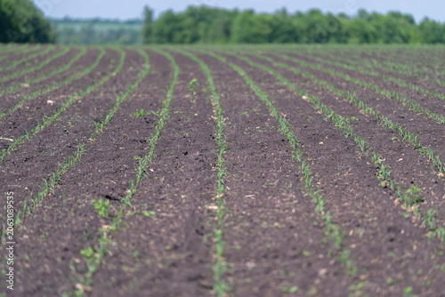 фотографія Young crop seedlings emerging in plowed agricultural field