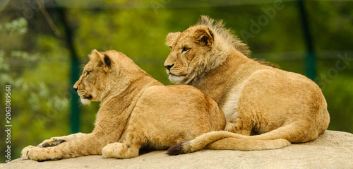 northern lion (Panthera leo leo) young female and male