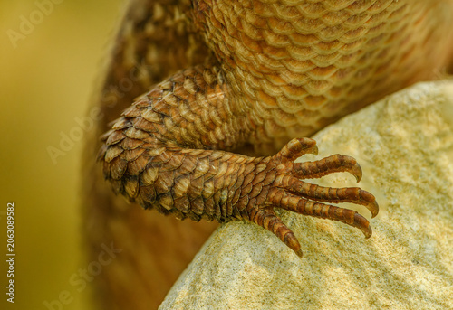 small lizard detailed front leg