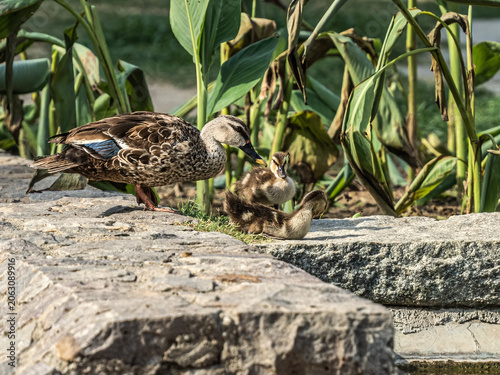 Spotted bill duck