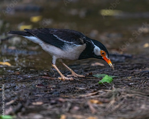 A pied Starling