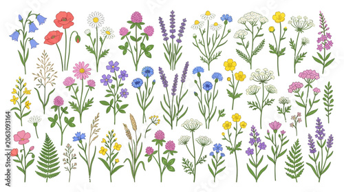 Diverse Wildflowers Collection - Botanical Illustration, Spring Meadow Flora