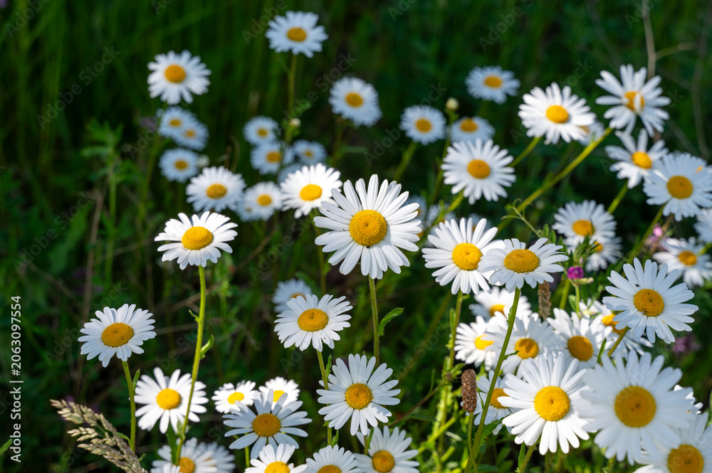 Fototapeta premium Some daisies in a meadow