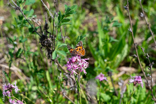 Bild auf Leinwand A beautiful butterfly on a flower