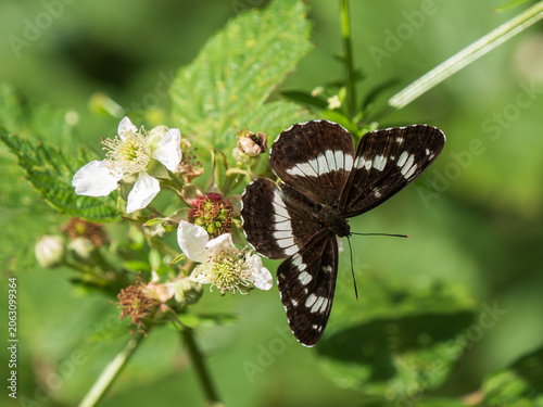 A White Admiral Butterfly Feeding on Bramble