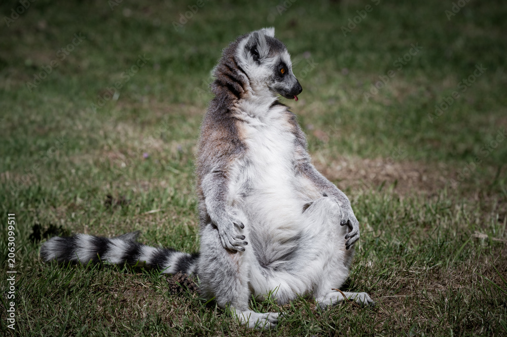 Fototapeta premium Ring-tailed Lemur Sitting on Grass