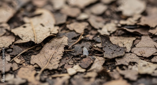 Brown decomposing leaves and mulch covering the ground.