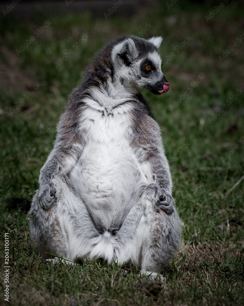 Fototapeta premium Ring-tailed Lemur Sitting on Grass