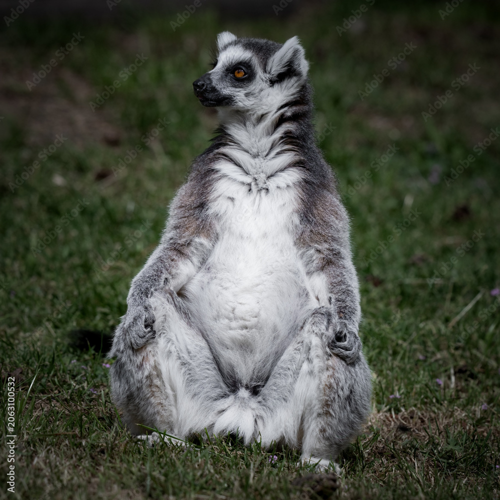 Fototapeta premium Ring-tailed Lemur Sitting on Grass