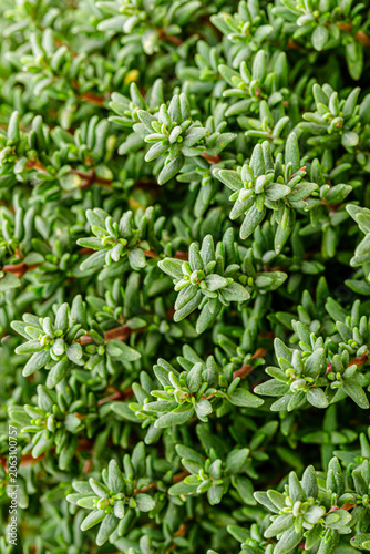 Foto Small green thyme leaves grow closely together in a garden setting during bright