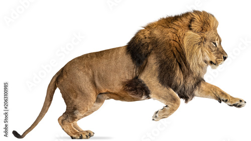 A majestic male lion running isolated on transparent background