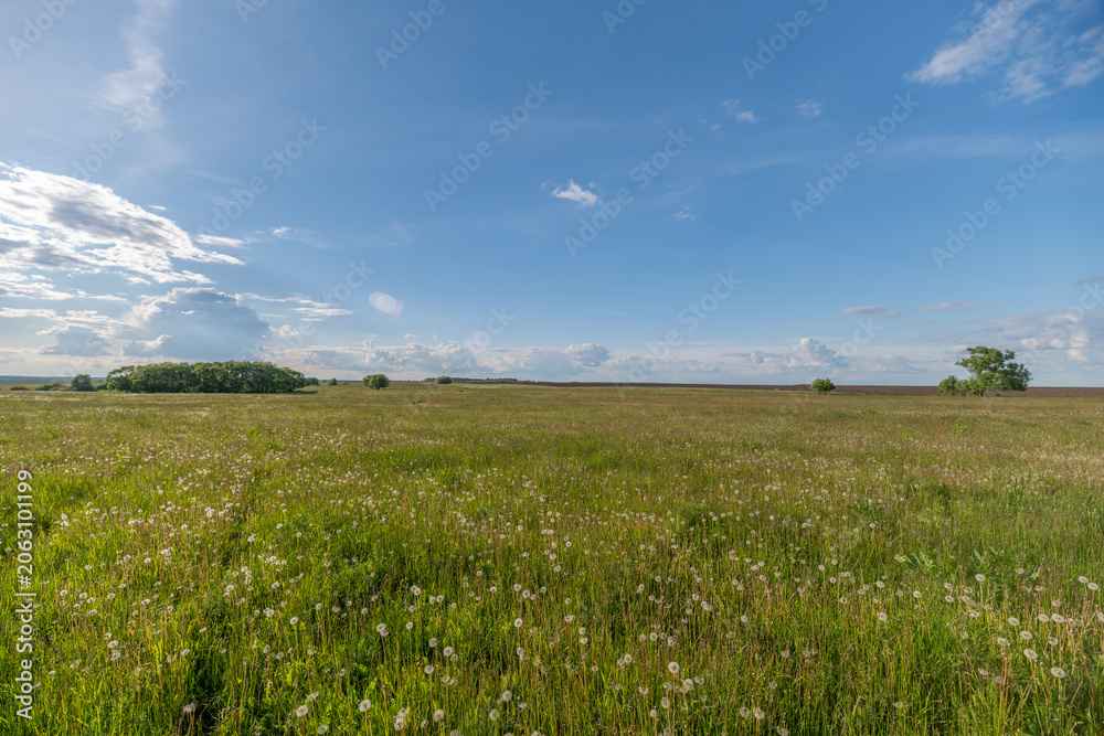 Obraz premium Sunlit wildflower meadow under expansive blue sky