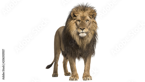 Majestic male lion standing isolated on transparent background