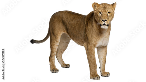 A majestic lioness standing and looking at the camera isolated on transparent background