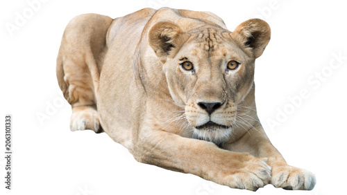 A majestic lioness lying down isolated on transparent background