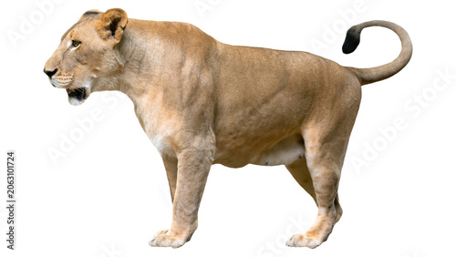 Full body side view of a lioness standing isolated on transparent background