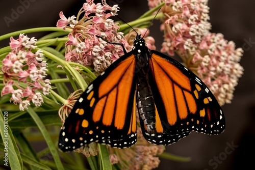 a closuup of a monarch butterfly on their favorite flower, a milkweed.  It just recently emreged from its pupa or chrysalis.
