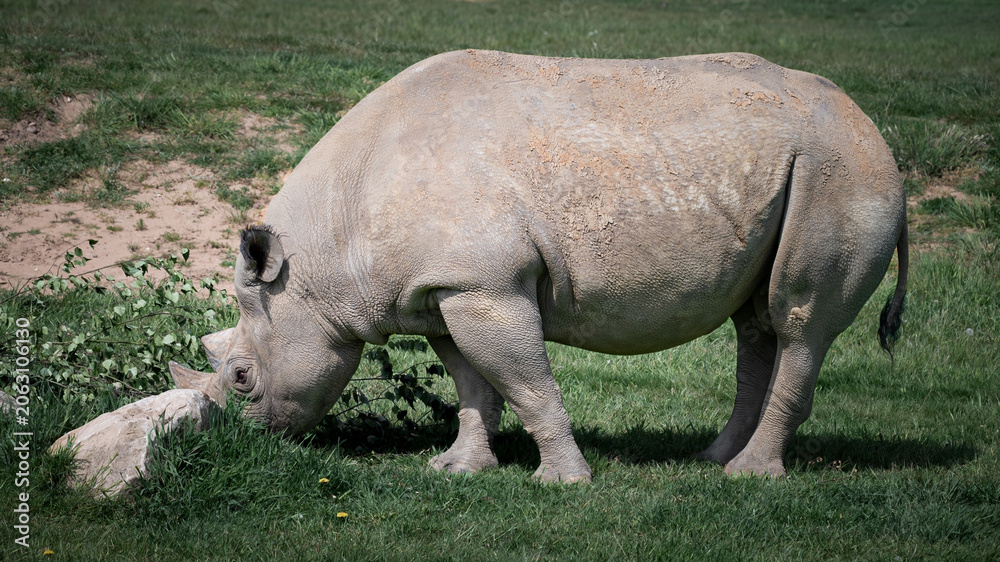 Obraz premium Black Rhinoceros Walking on Grass