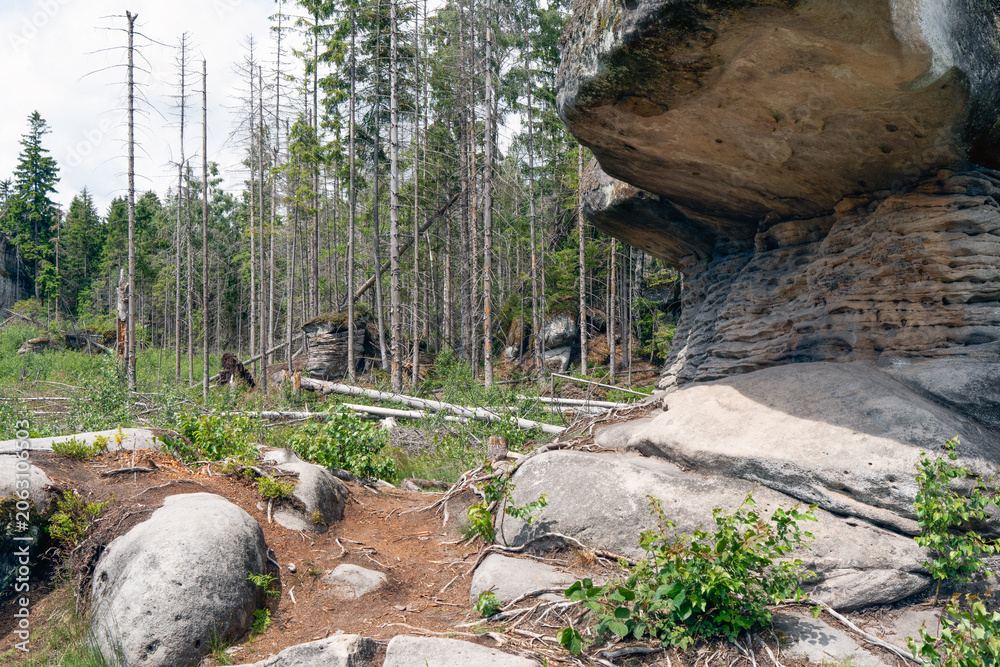 Fototapeta premium Unique overhanging rock structures surrounded by a pine forest in the Table Mountains rock mushrooms reserve