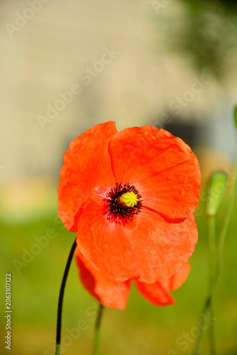 Mak polny na rozmytym tle, czerwony mak polny w pełnym rozkwicie z dużymi płatkami i brązowymi pylnikami, Papaver rhoeas, common poppy, corn poppy, corn rose, field poppy, Flanders poppy, red poppy