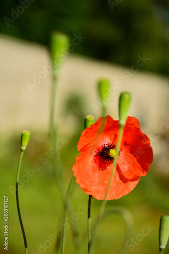 Mak polny na rozmytym tle, czerwony mak polny w pełnym rozkwicie z dużymi płatkami i brązowymi pylnikami, Papaver rhoeas, common poppy, corn poppy, corn rose, field poppy, Flanders poppy, red poppy