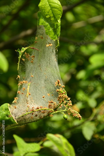 oprzęd namiotnikowca na gałęzi, pajęczyna szkodnika z rodziny namiotnikowatych (Hyponomeutidae, Yponomeutidae), Communal larval web of a pest from Yponomeutidae, cocoon of moths from the ermine family