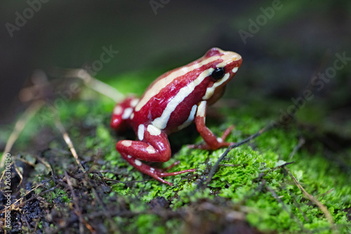 Anthony's poison arrow frog.
