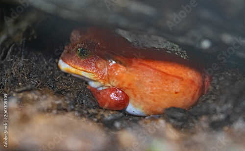 Tomato frog in hiding.