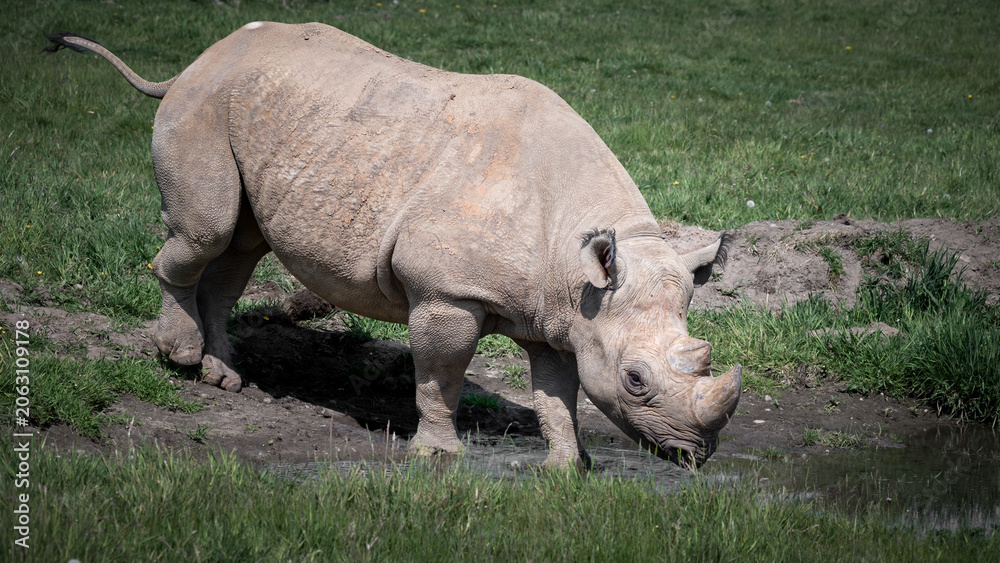 Obraz premium Black Rhinoceros Walking on Grass