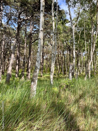 trees in the forest Ostsee 