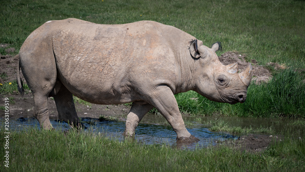 Obraz premium Black Rhinoceros Walking on Grass