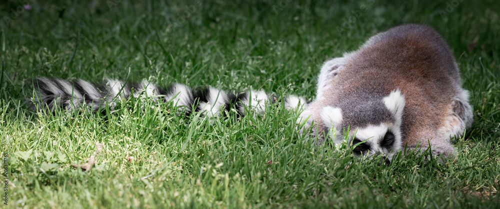 Fototapeta premium Ring-tailed Lemur Sitting on Grass