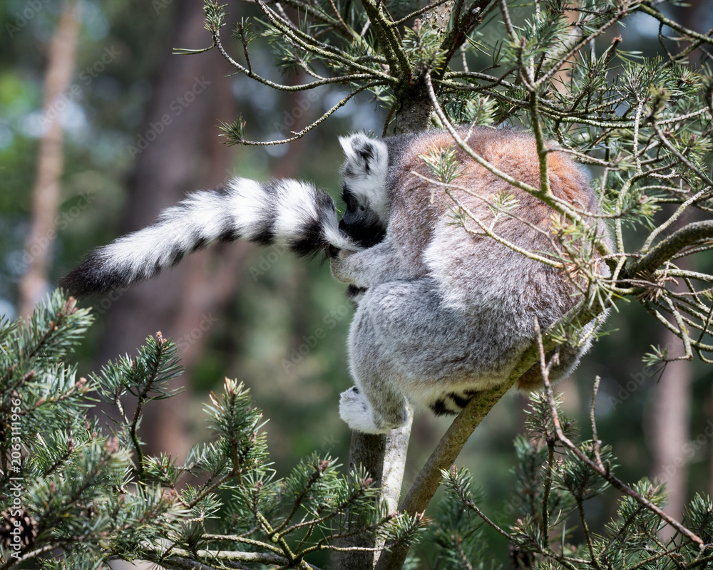 Fototapeta premium Ring-tailed Lemur Sitting in a Tree