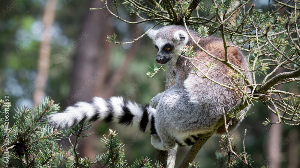 Fototapeta premium Ring-tailed Lemur Sitting in a Tree