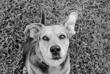 Mixed breed hound dog
