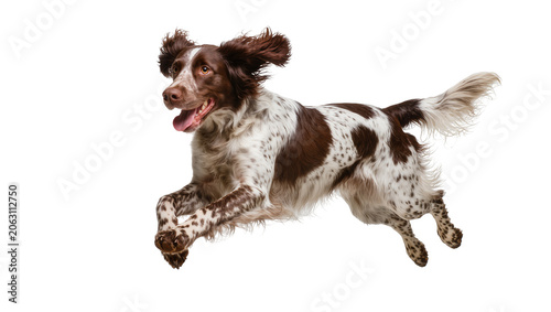 Fotografía Brown and white English Springer Spaniel dog running mid-air