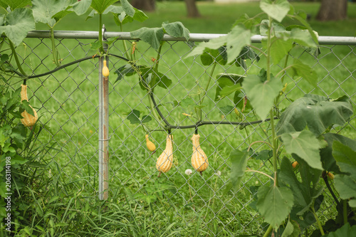 Fotografija Young squash fruits growing on a vine trained along a metal chain-link fence in a backyard vegetable garden